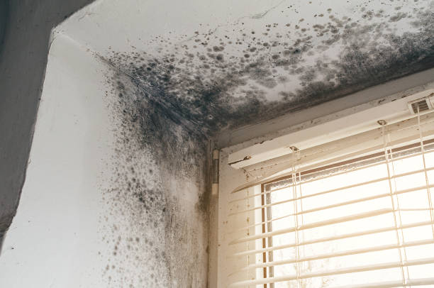 Affordable Commercial Mold Remediation solutions in Yeagertown, PA